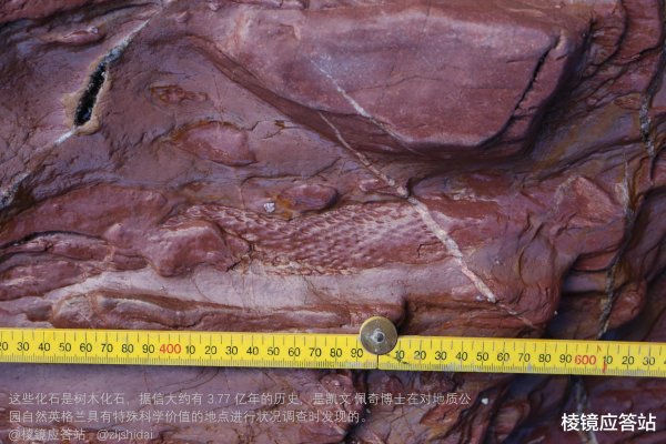 千里马配资 这棵3.77亿年前的树, 竟让火山岛成生命起源关键证据